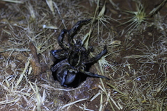 Lycosa tarantula