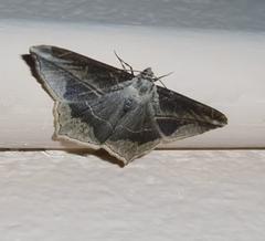 Chiasmia simplicilinea