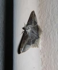 Chiasmia simplicilinea