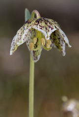 Fritillaria purdyi