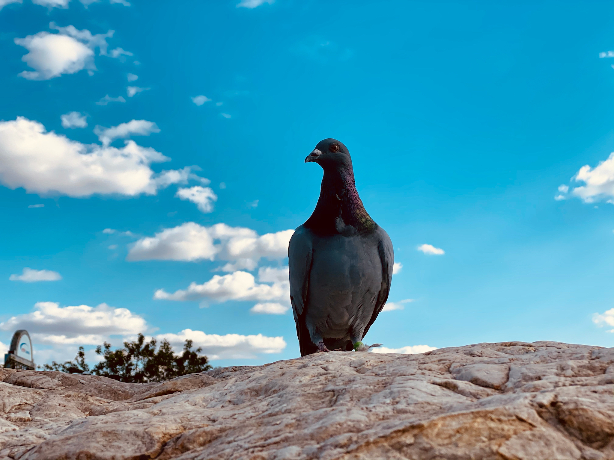 Rock Dove