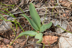 Fritillaria purdyi