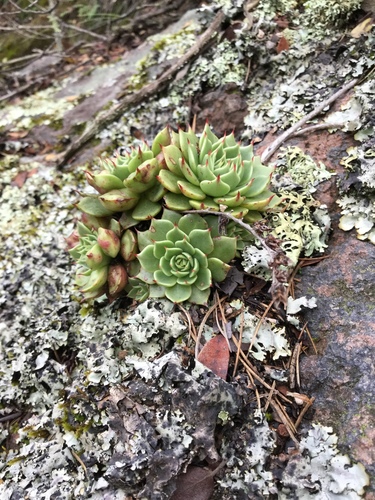 Image of Echeveria secunda by (c) Erick Vélez Sánchez, some rights reserved (CC BY)