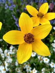 Bidens serrulata
