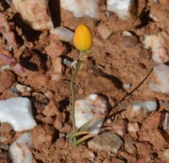 Ornithogalum rupestre