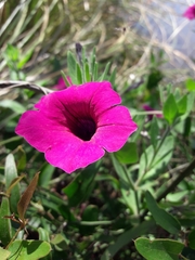 Petunia integrifolia
