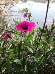 Petunia integrifolia