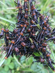 Tropidacris collaris