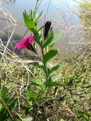 Petunia integrifolia