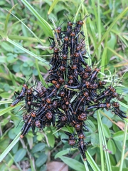 Tropidacris collaris