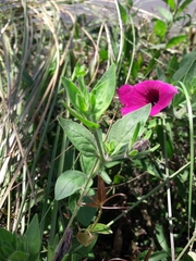 Petunia integrifolia
