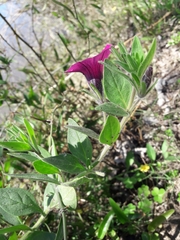 Petunia integrifolia