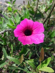 Petunia integrifolia