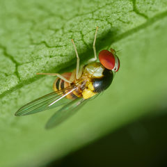 Acletoxenus formosus