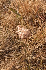 Asclepias macroura