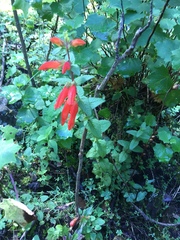 Lamourouxia macrantha