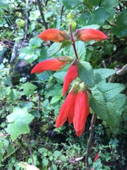 Lamourouxia macrantha