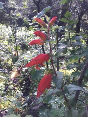 Lamourouxia macrantha
