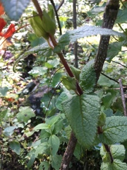Lamourouxia macrantha