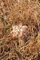 Asclepias macroura