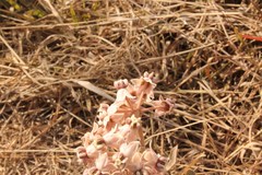 Asclepias macroura