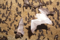 Mormoops megalophylla