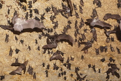 Mormoops megalophylla