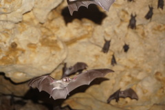 Mormoops megalophylla