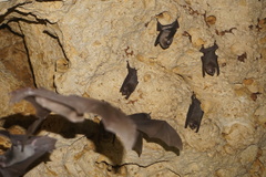 Mormoops megalophylla