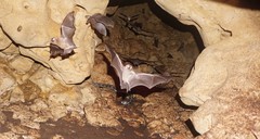 Mormoops megalophylla