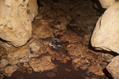 Pseudelaphe phaescens