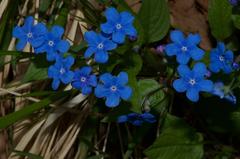 Omphalodes verna