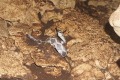 Pseudelaphe phaescens