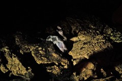 Pseudelaphe phaescens