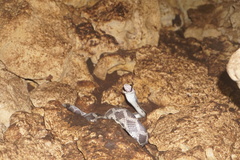 Pseudelaphe phaescens