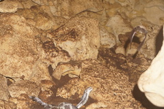 Pseudelaphe phaescens