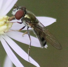 Platycheirus obscurus