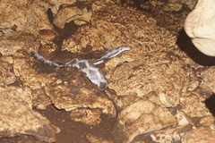 Pseudelaphe phaescens