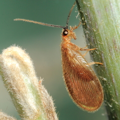 Sisyra vicaria