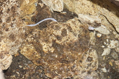 Ophisternon infernale