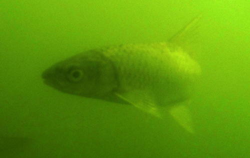 Labeobarbus aeneus