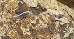 Ophisternon infernale