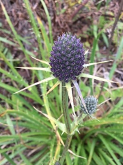 Eryngium columnare