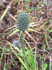 Eryngium columnare