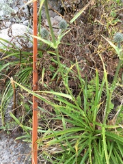 Eryngium columnare