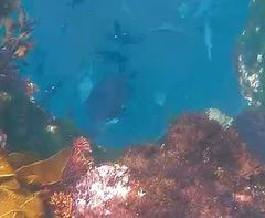 Parma alboscapularis