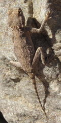 Agama anchietae