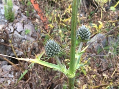 Eryngium columnare