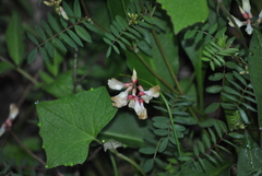 Vicia costata