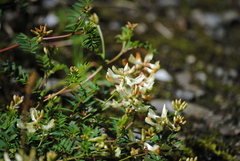 Vicia costata